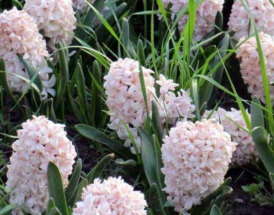 風(fēng)信子什么時(shí)候開花，風(fēng)信子開花后怎么處理