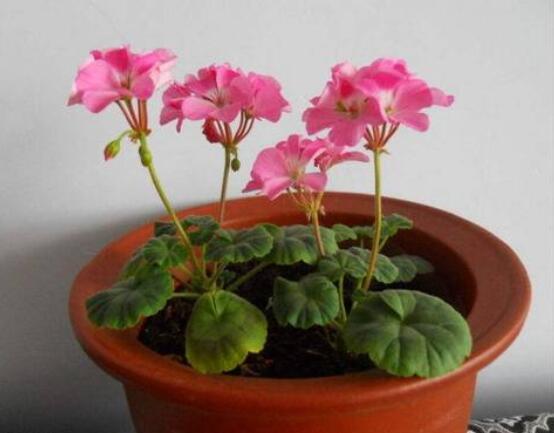天竺葵用深盆還是淺盆，幼苗期用淺盆、成株期用深盆