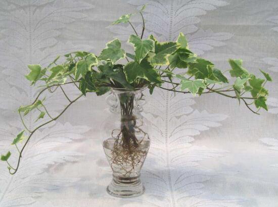 常春藤可以水培嗎，常春藤水培養(yǎng)殖方法