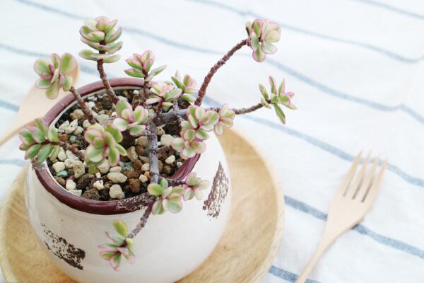 雅樂之舞夏天怎么澆水，保持土壤偏干燥