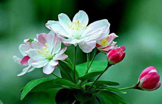 家里為什么不能海棠花，家里養(yǎng)海棠花不吉利