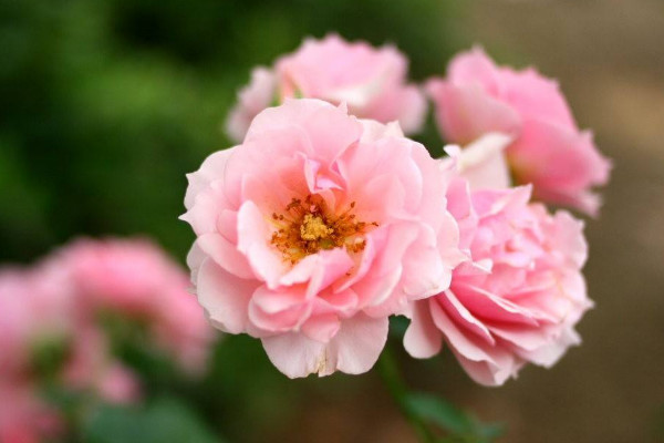 薔薇種植方法及時間，一年四季任意時段都可栽培