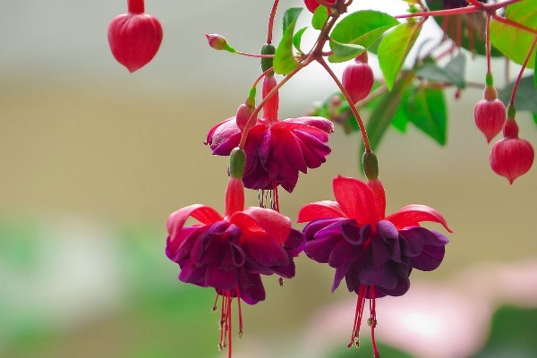 燈籠花的四季養(yǎng)護(hù)，夏季通風(fēng)冬季移入室內(nèi)保溫防寒