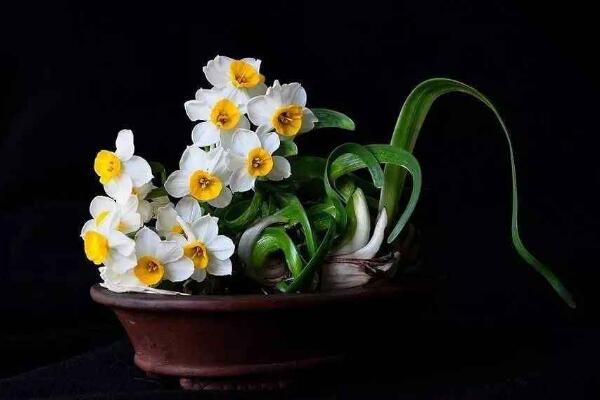 水仙花土培的養(yǎng)殖方法，水仙土培步驟