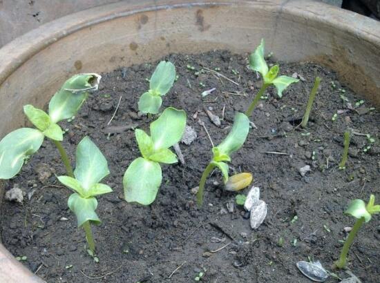 向日葵什么時候播種，向日葵繁殖方法