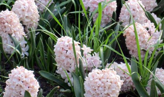 風(fēng)信子怎么繁殖，風(fēng)信子繁殖方法