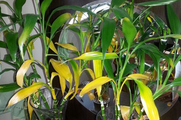 冬天富貴竹葉子發(fā)黃加醋，無(wú)論土培還是水培都不建議