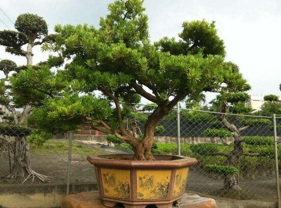 羅漢松有毒嗎，羅漢松可以在臥室養(yǎng)嗎