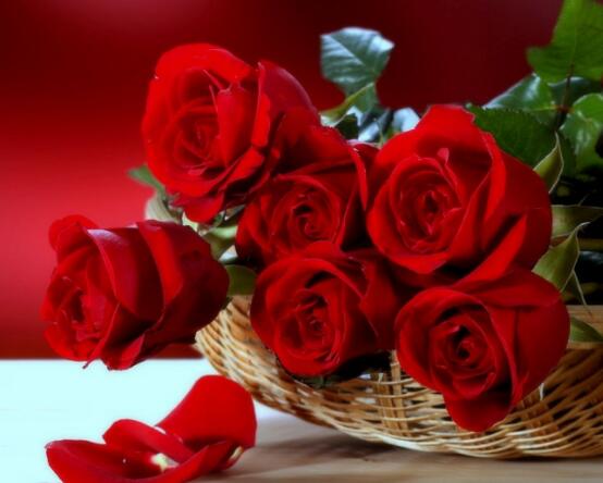 玫瑰花中藥功效與禁忌，具有調(diào)經(jīng)止痛/便秘患者、孕婦禁用