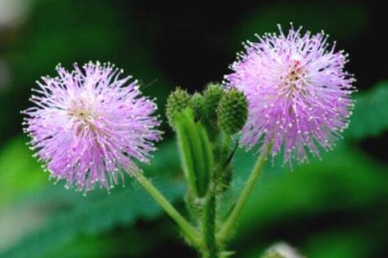 羞草怎么種，浸種晾干、覆土4厘米深(15天生根發(fā)芽)