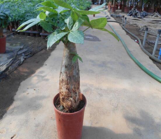 發(fā)財樹鋸斷后怎樣養(yǎng)活，及時消毒/做好澆水光照溫度