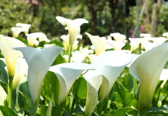 馬蹄蓮有毒嗎，馬蹄蓮適合室內(nèi)養(yǎng)嗎/有毒但可以養(yǎng)殖