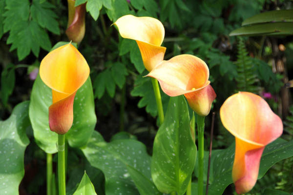 海芋花和馬蹄蓮的區(qū)別，海芋花花色單一并不豐富