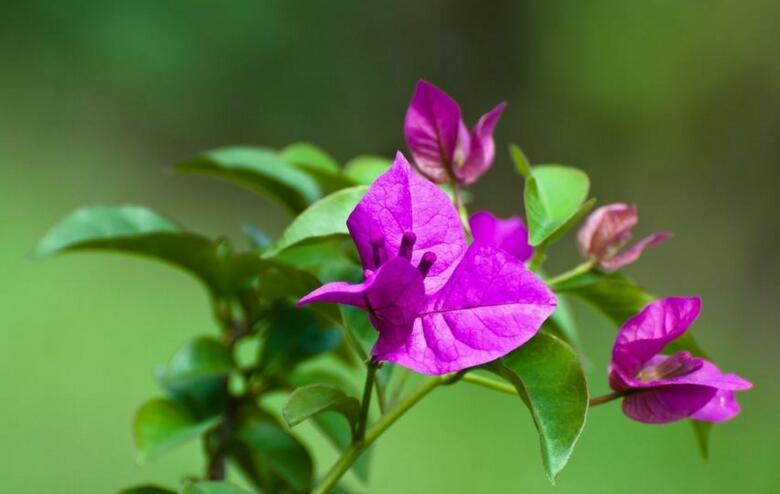 三角梅如何修剪，常見的3種修剪方法