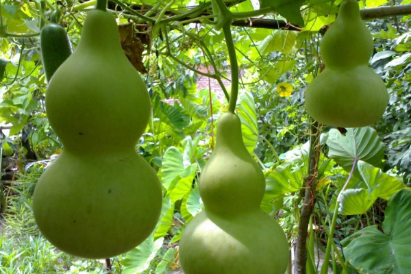 葫蘆種子多久發(fā)芽