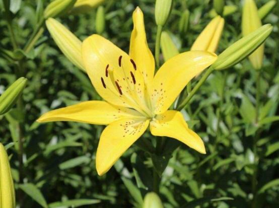 哪種百合花最香，白、黃、粉、狐尾百合香飄四溢