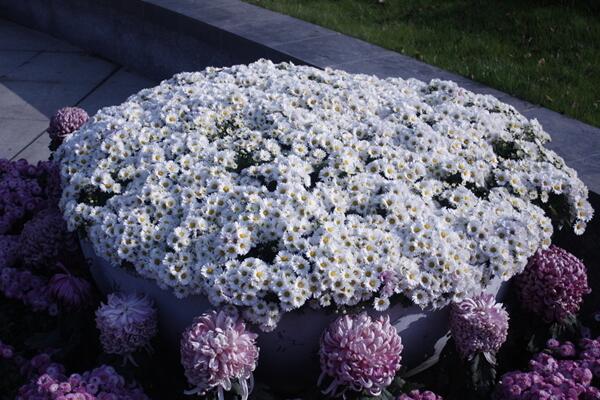 菊花的矮化方法，4步教你控制菊花的高度