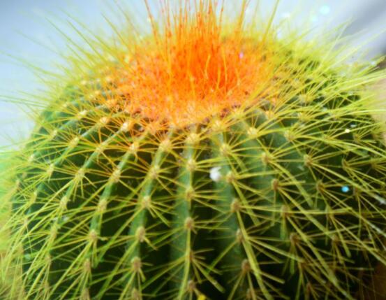 怎樣養(yǎng)仙人球容易開花，記住五個要點花開爆盆