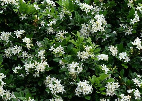 九里香的風(fēng)水作用，九里香的功效與作用