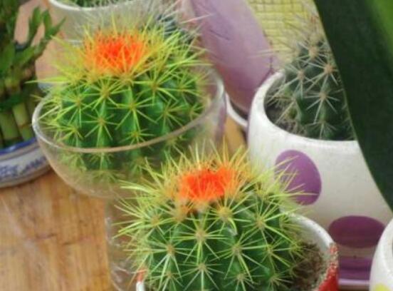 仙人球的擺放風水，陽臺、玄關、書房為風水最好