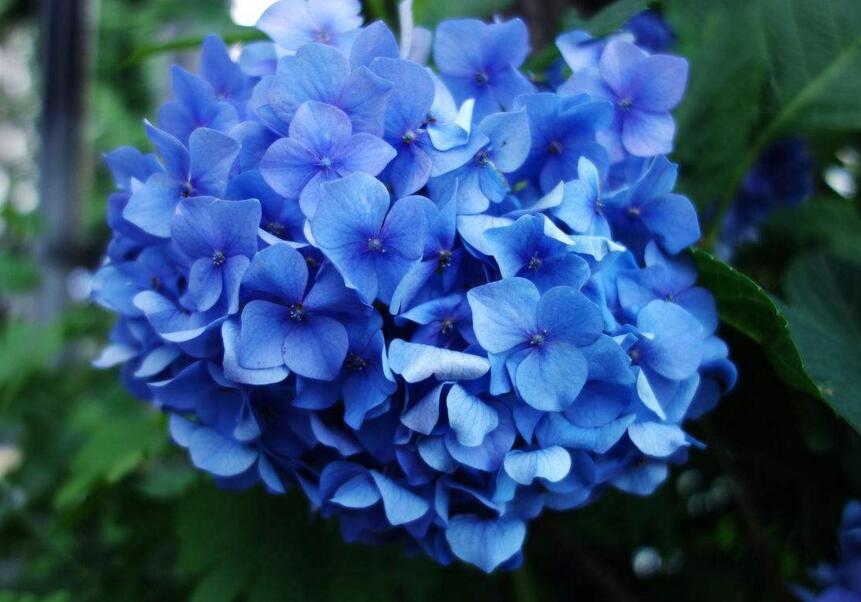 繡球花爛根怎么辦，3種爛根的挽救方法