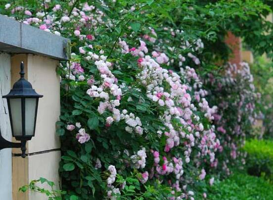 家庭種植薔薇花有什么好處，薔薇花是綠花遮陰的好幫手