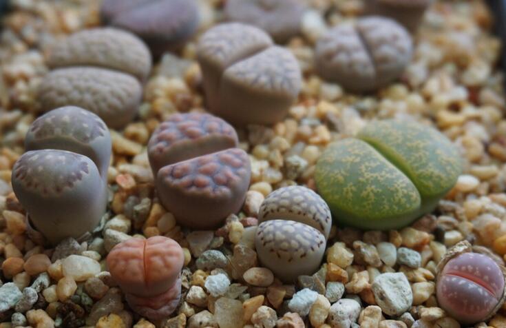 生石花怎么澆水，根據(jù)土壤的干濕程度來衡量澆水程度