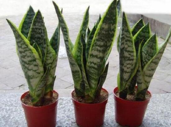 虎皮蘭葉子干癟發(fā)軟怎么辦，兩招幫你搞定疑難雜癥