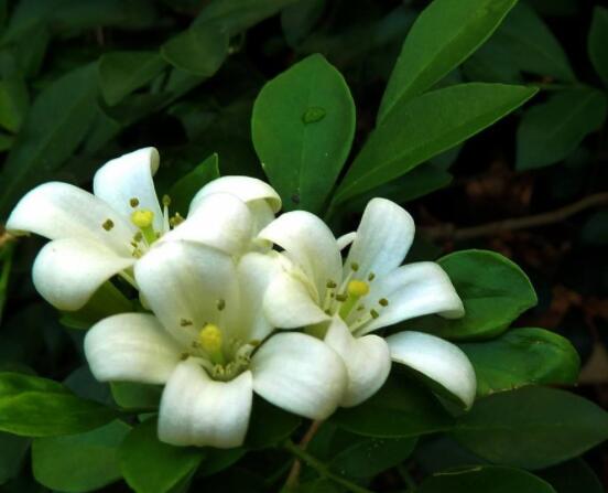 九里香每年開多少次花，一年獨(dú)開一次花(花期4-8月)