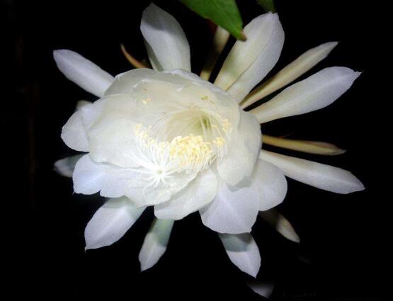 曇花的養(yǎng)殖方法和注意事項(xiàng)，老農(nóng)總結(jié)七大最實(shí)用養(yǎng)殖方法