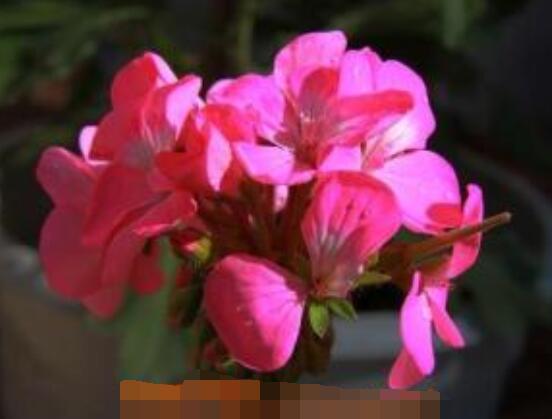 臭海棠花的養(yǎng)殖方法，老農(nóng)總結(jié)簡單實(shí)用七個養(yǎng)殖技巧