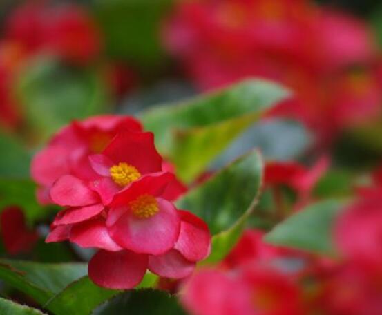 草本海棠花的養(yǎng)殖方法，老農(nóng)總結(jié)出七大最簡單養(yǎng)殖方法