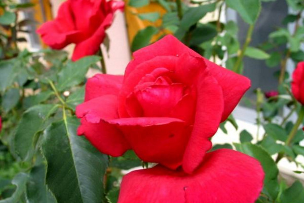 玫瑰花的繁殖方法有哪些，可以通過以下4種方法進行