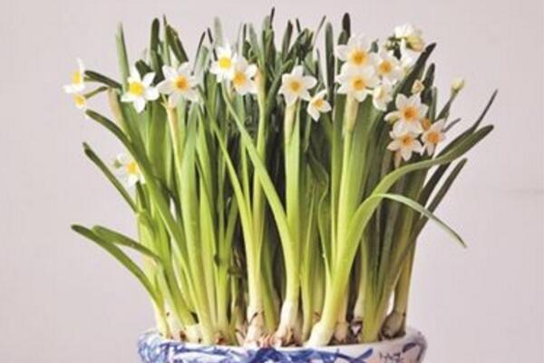 水仙花怎么會養(yǎng)好，養(yǎng)好水仙花只需要5步
