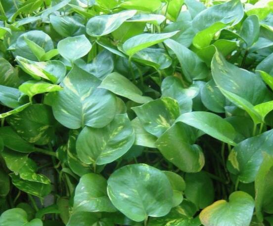 家里養(yǎng)綠蘿的禁忌，盤點(diǎn)居家最常見五個(gè)禁忌位置