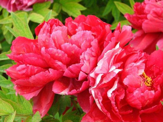 牡丹花花期，牡丹花的花期4-5月份(綻放十天)