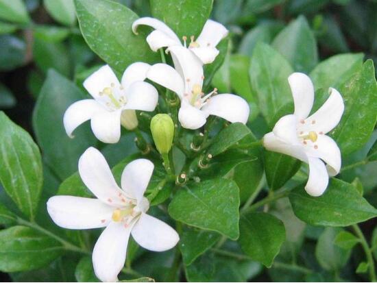 九里香有毒嗎，九里香可以放臥室嗎/無(wú)毒不能放