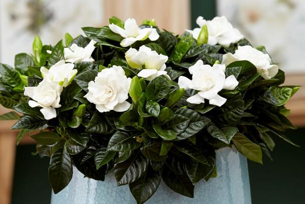 梔子花為什么只長葉子不開花，5種原因以及解決辦法