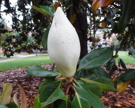 橡皮樹的花語是什么，橡皮樹開花的寓意