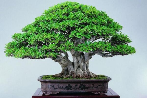 榕樹(shù)盆景的澆水技巧，澆水原則以及澆水方法