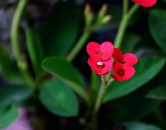 虎刺梅怎么扦插，擇10厘米健壯枝條/做好消毒處理