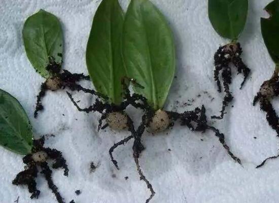 金錢樹可以水培嗎，金錢樹水培方法和注意事項