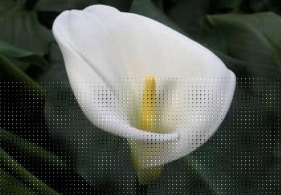 馬蹄蓮怎么繁殖，馬蹄蓮的繁殖方法