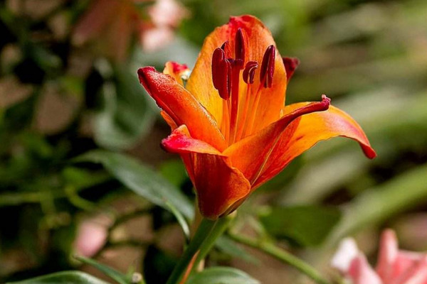 百合養(yǎng)殖方法和注意事項(xiàng)，保證土壤呈微酸性半月施肥一次