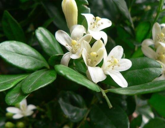 九里香盆栽的功效與作用，制作香精、活血化瘀