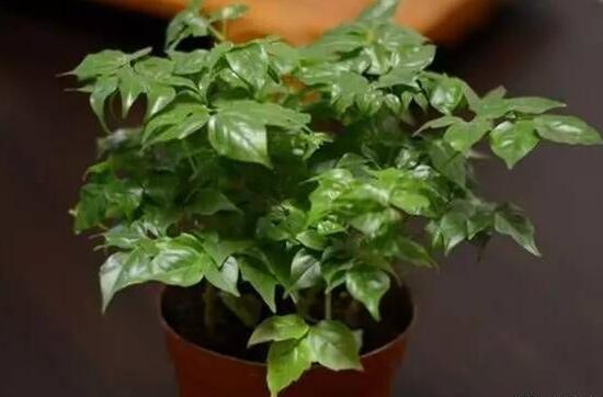 平安樹怎么養(yǎng)才茂盛，平安樹的養(yǎng)殖方法