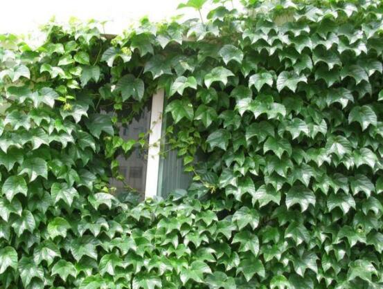 常春藤葉子干枯怎么辦，做好這五點即可恢復生機