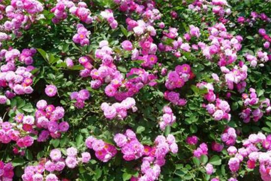 薔薇花怎么牽引爬墻，固定好主枝、延伸修剪后新枝條