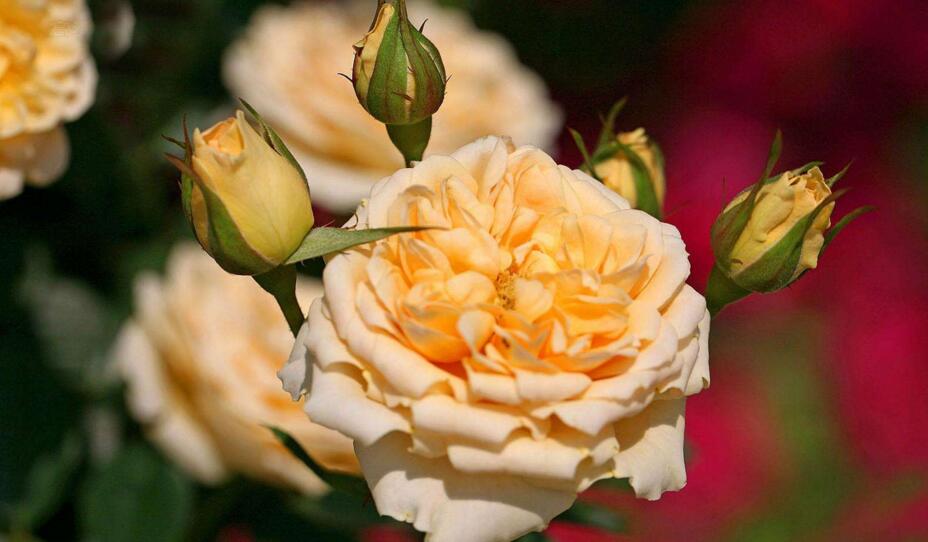 玫瑰和月季的區(qū)別，介紹六種不同區(qū)別方法