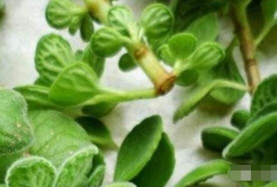 碰碰香的繁殖與養(yǎng)護(hù)，扦插繁殖存活率最高/肥水光照充足